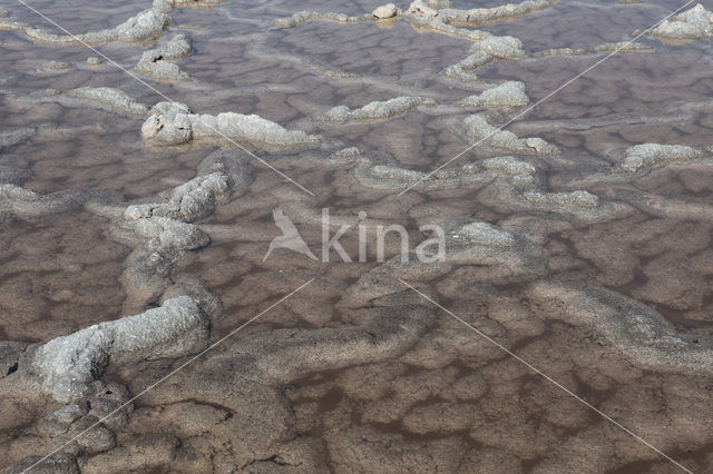 Salinas de Fuencaliente