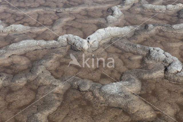 Salinas de Fuencaliente