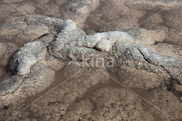 Salinas de Fuencaliente