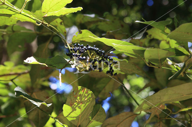 Sauco (Sambucus palmensis)