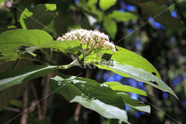 Sauco (Sambucus palmensis)