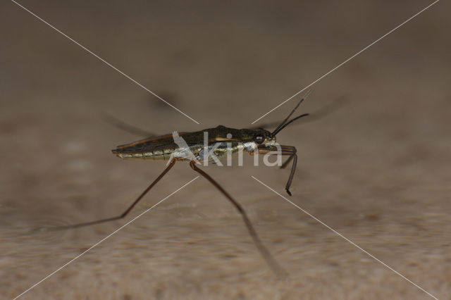 Schaatsenrijder (Gerris lacustris)