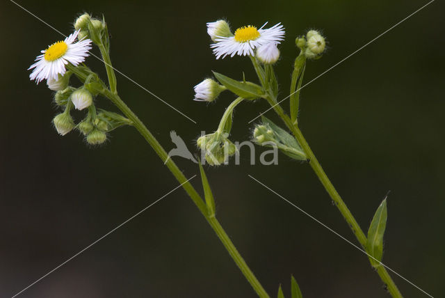 Blue Fleabane (Erigeron acer)