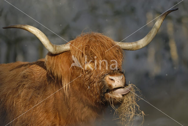 Highland Cow (Bos domesticus)