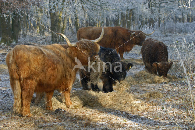 Highland Cow (Bos domesticus)