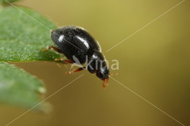 Scymnus schmidti