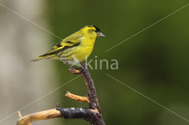 Eurasian Siskin (Carduelis spinus)