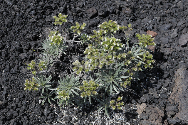 vipersbugloss (Echium brevirame)