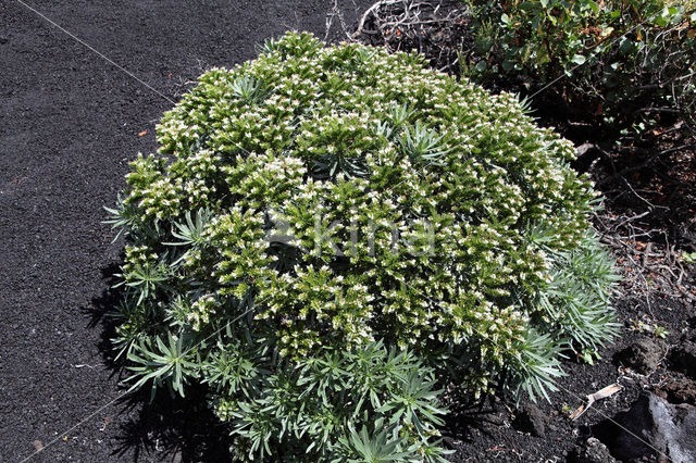 vipersbugloss (Echium brevirame)