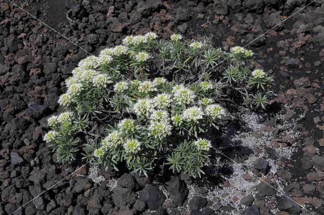 vipersbugloss (Echium brevirame)