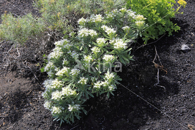 vipersbugloss (Echium brevirame)