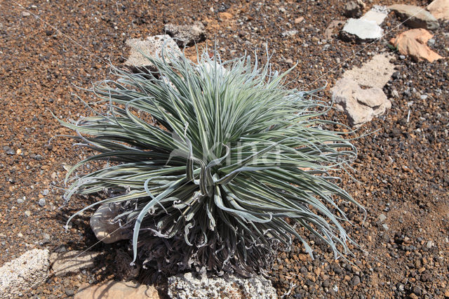 Tower of Jewels (Echium wildpretii)