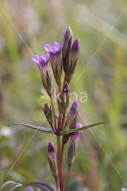 Slanke gentiaan (Gentianella amarella)