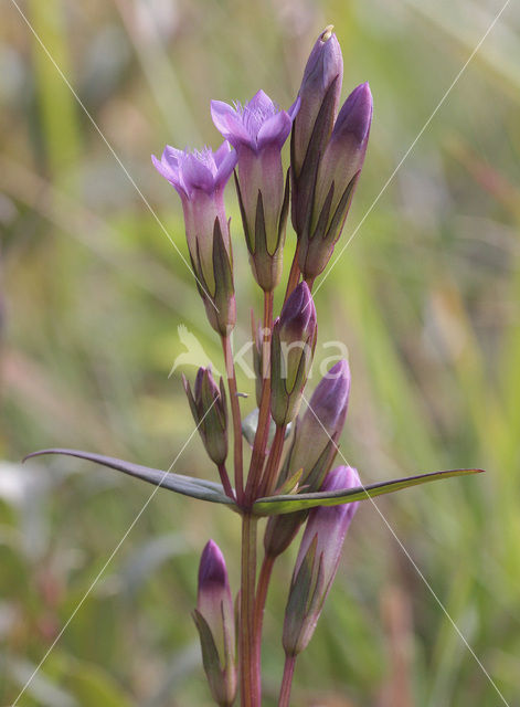 Slanke gentiaan (Gentianella amarella)