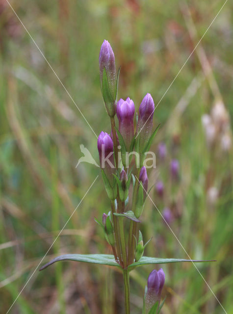 Slanke gentiaan (Gentianella amarella)