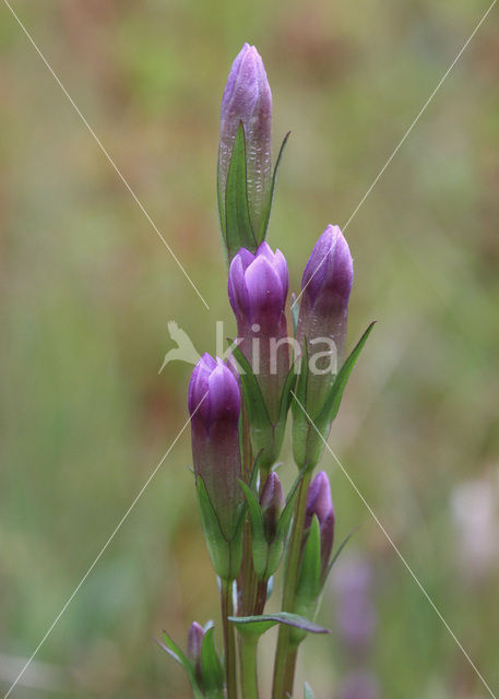 Slanke gentiaan (Gentianella amarella)