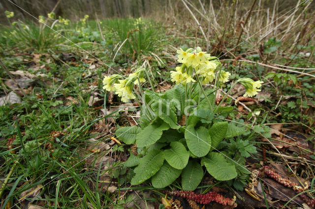 Slanke sleutelbloem (Primula elatior)