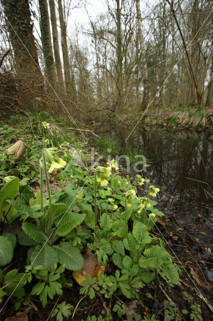 Slanke sleutelbloem (Primula elatior)