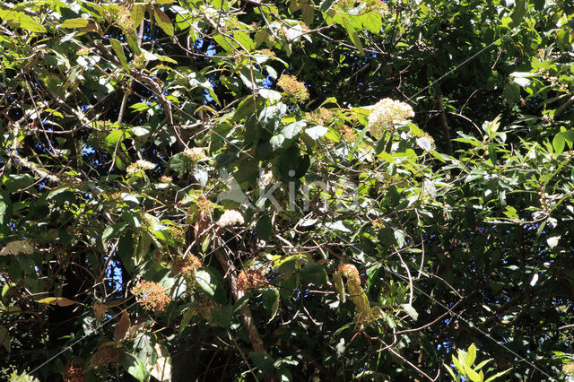 Sneeuwbal (Viburnum tinus)