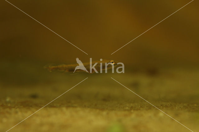 Northern Pike (Esox lucius)