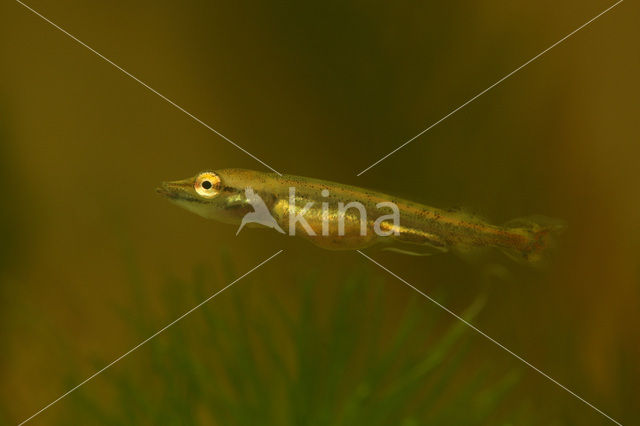 Northern Pike (Esox lucius)