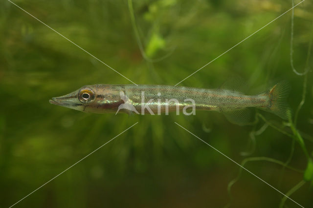 Northern Pike (Esox lucius)