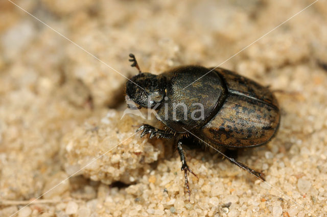 Scarab Beetle (Onthophagus similis)