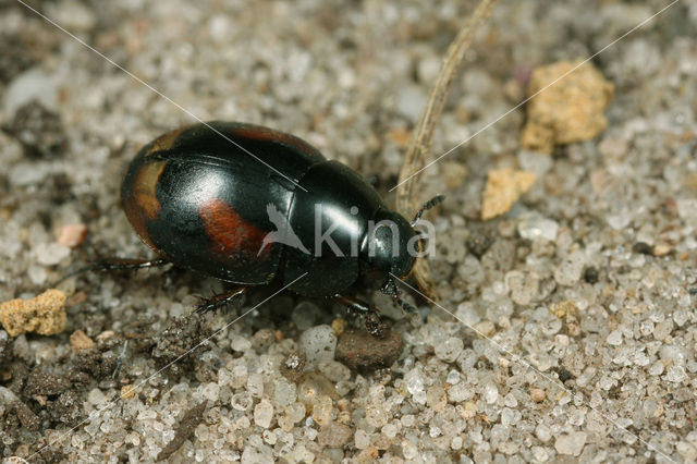 Sphaeridium scarabaeoides