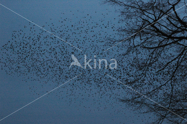 Spreeuw (Sturnus vulgaris)