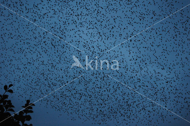 Spreeuw (Sturnus vulgaris)