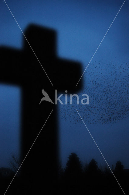 European Starling (Sturnus vulgaris)