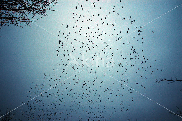 European Starling (Sturnus vulgaris)