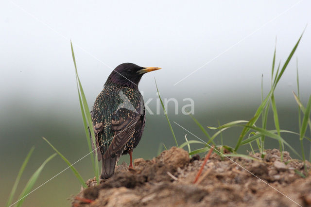 European Starling (Sturnus vulgaris)
