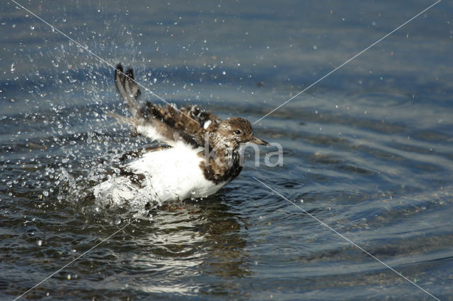 Steenloper (Arenaria interpres)