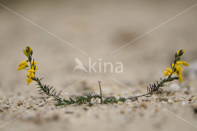 Stekelbrem (Genista anglica)