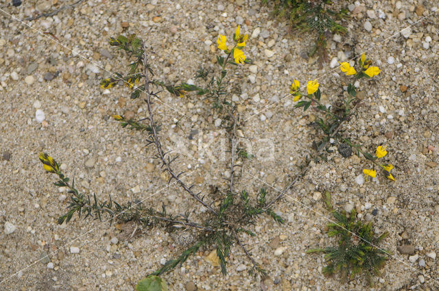 Stekelbrem (Genista anglica)