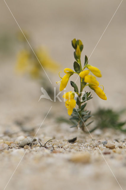 Stekelbrem (Genista anglica)