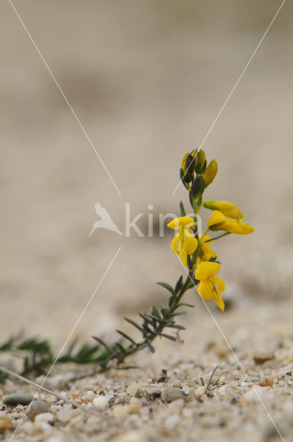 Petty Whin (Genista anglica)