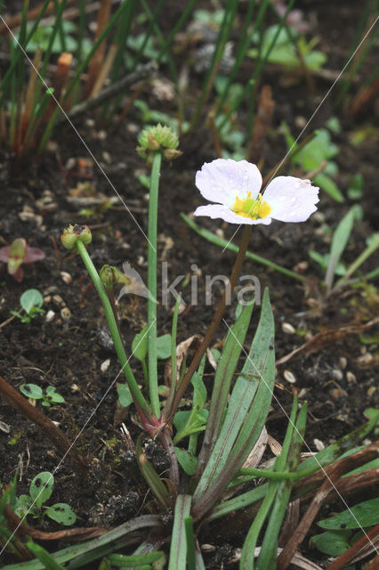 Stijve moerasweegbree (Echinodorus ranunculoides)