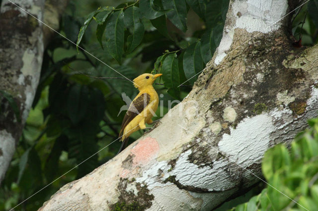 Cream-colored Woodpecker (Celeus flavus)