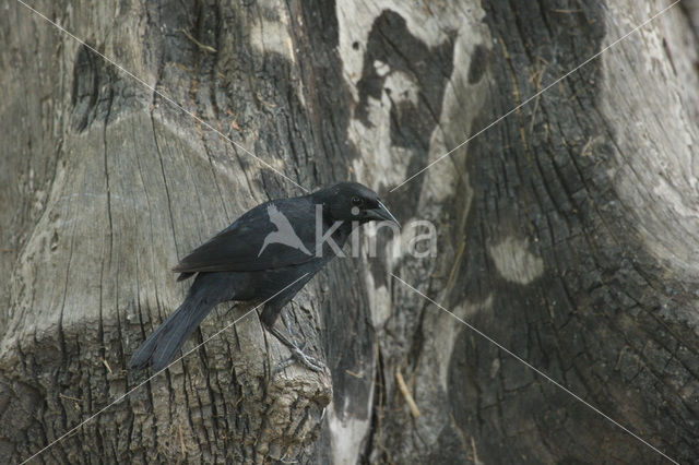 Scrub Blackbird (Dives warszewiczi)