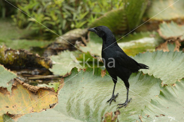 Scrub Blackbird (Dives warszewiczi)