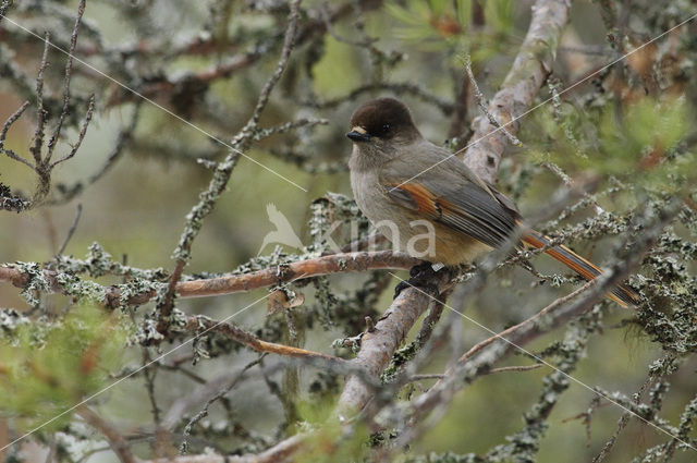 Siberian Jay (Perisoreus infaustus)