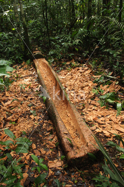 Tamshiyacu Tahuayo Reserve