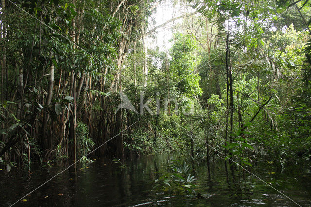 Tamshiyacu Tahuayo Reserve