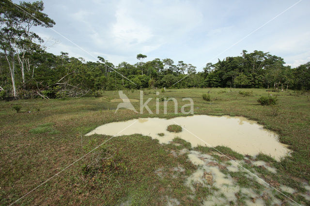 Tamshiyacu Tahuayo Reserve