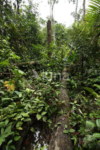 Tamshiyacu Tahuayo Reserve