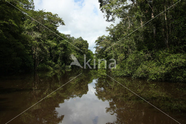 Tamshiyacu Tahuayo Reserve