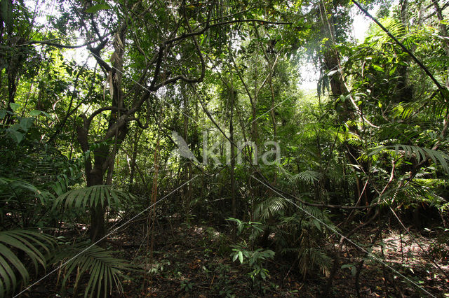 Tamshiyacu Tahuayo Reserve