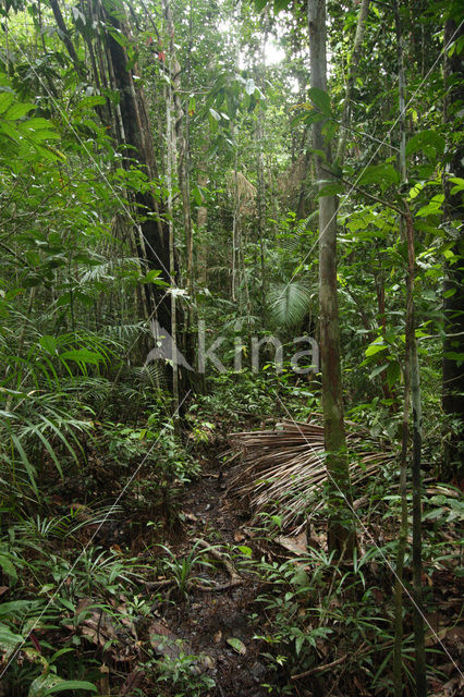 Tamshiyacu Tahuayo Reserve